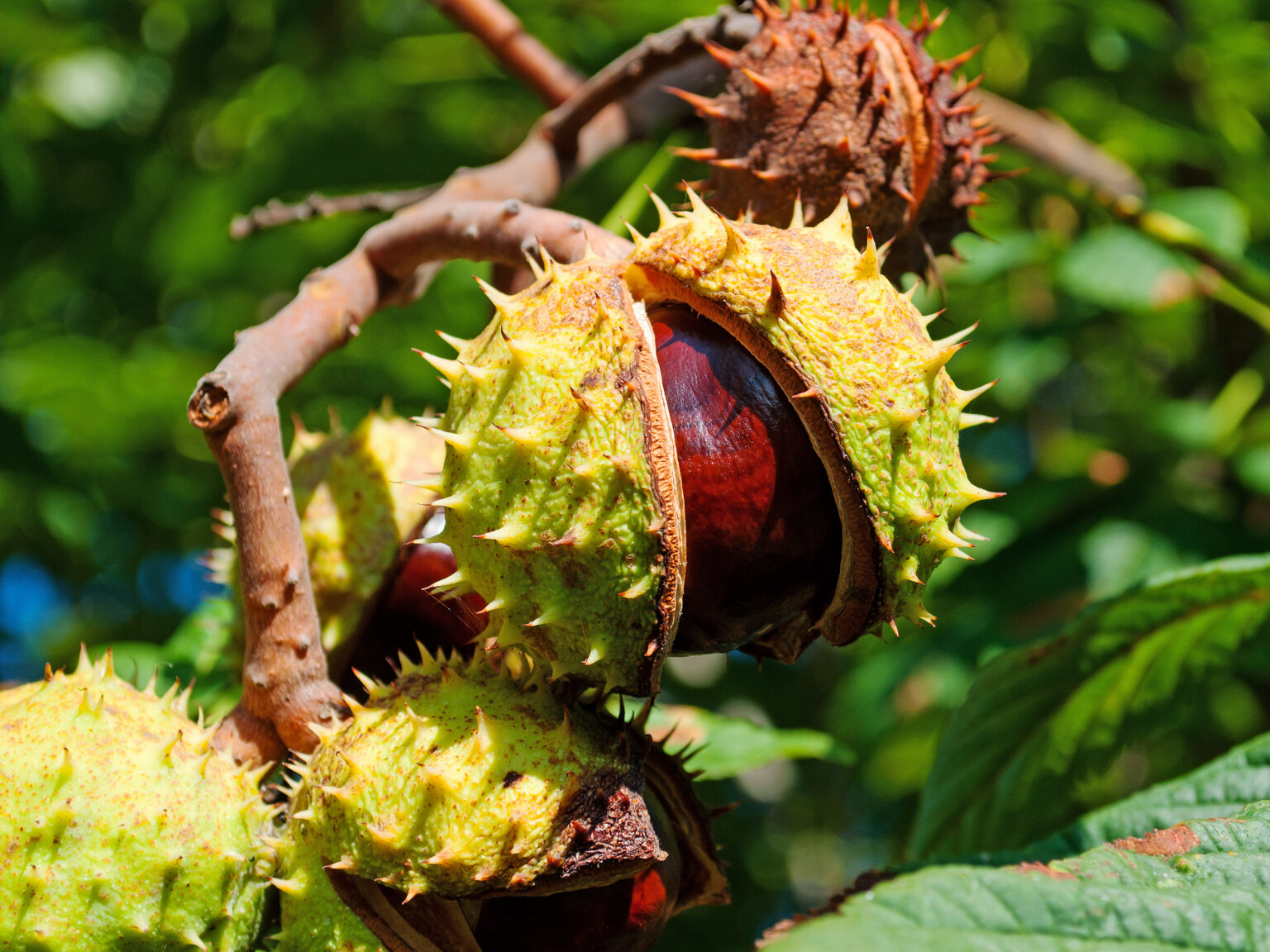 Rosskastanie Aesculus Hippocastanum Heide Trautmann