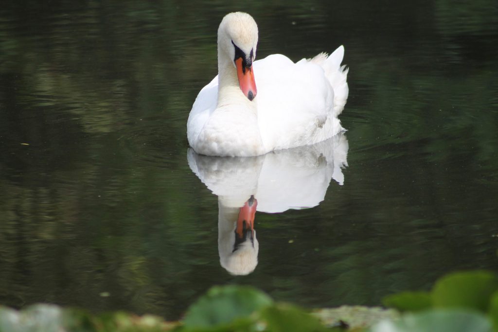 Schwan