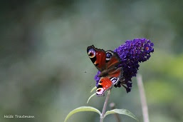 Schmetterling auf Blüte